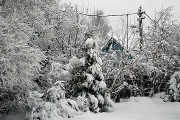 Trees and shrubs covered with snow in the garden