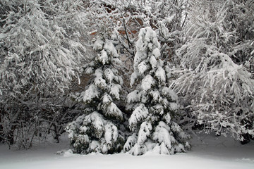 Snow-covered fir trees and willows in the garden