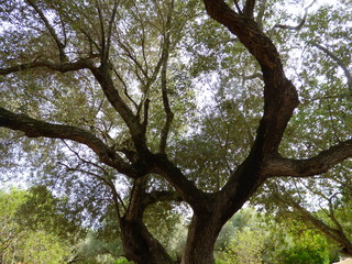 Olivos milenarios en Ulldecona, Tarragona ( Cataluña,España)