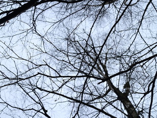 winter trees on a background of buildings and a blue sky