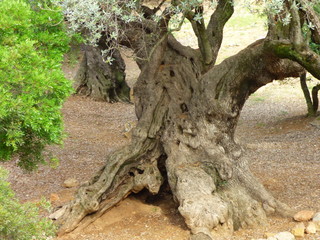 Olivos milenarios en Ulldecona, Tarragona ( Cataluña,España)