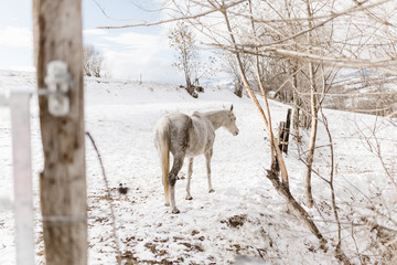 Caballo blanco en paisaje invernal nevado 