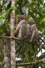 Eastern Woolly Lemur - Avahi laniger, rain forest Madagascar east coast. Cute primate. Madagascar endemite.