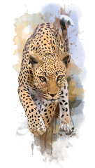 Leopard watercolor painting © Kajenna