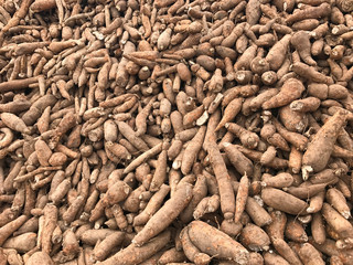 Pile of cassava or tapioca root for starch industry