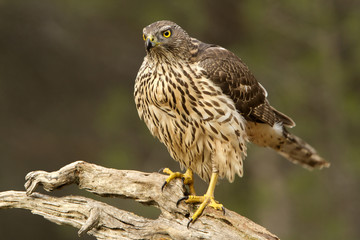 Northern goshawk. Accipiter gentilis