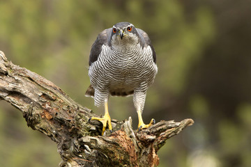 Northern goshawk. Accipiter gentilis