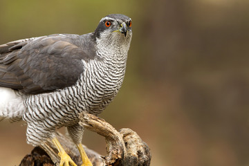 Northern goshawk. Accipiter gentilis