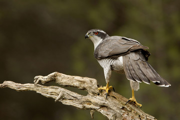 Northern goshawk. Accipiter gentilis