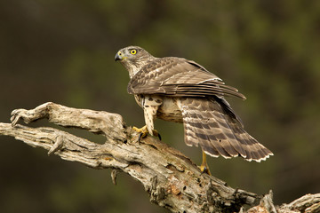 Northern goshawk. Accipiter gentilis
