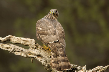 Northern goshawk. Accipiter gentilis