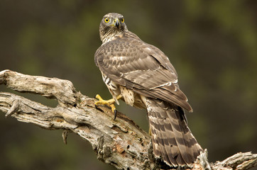 Northern goshawk. Accipiter gentilis