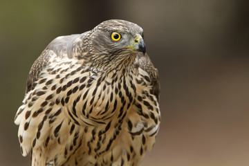 Northern goshawk. Accipiter gentilis