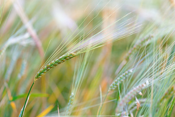 Rue growing in the field close up. Cereal crop.