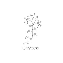 Fototapeta na wymiar lungwort outline icon