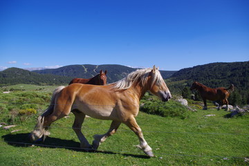 Chevaux de montagne dans Pyr&eacute;n&eacute;es