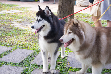 Two Siberian husky dogs are standing in the park