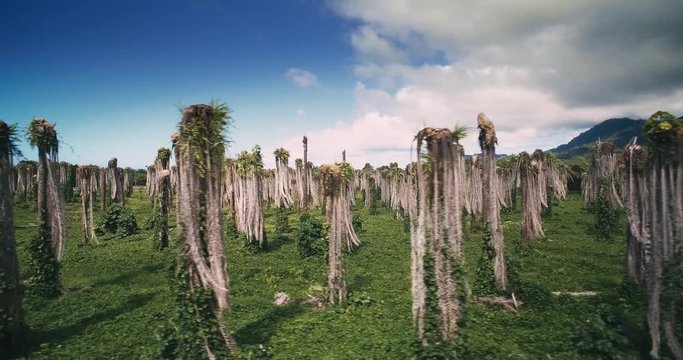 Aerial, Plantage Of Leafless Palms, Costa Rica