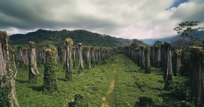 Aerial, Plantage Of Leafless Palms, Costa Rica