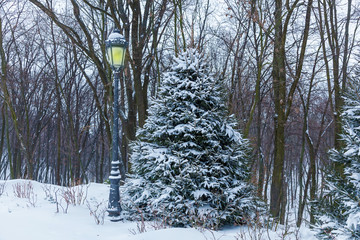 Pine trees are covered with snow near a street lamp. Pines in the snow.