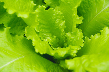 Close up of raw fresh green vegetable texture and background,
