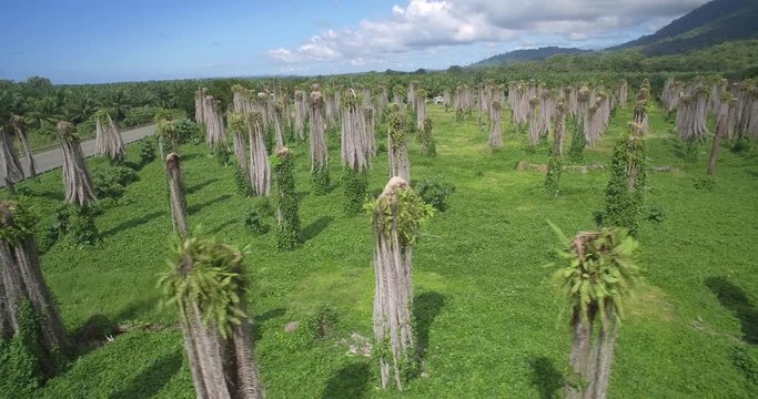 Aerial, Plantage Of Leafless Palms, Costa Rica