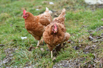 domestic chicken eating together on the grass farm
