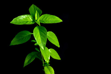 Fresh basil in black background, herbs and food ingredients