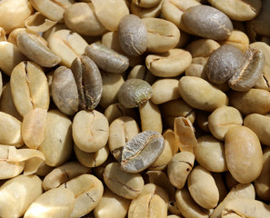 coffee beans drying in the sun