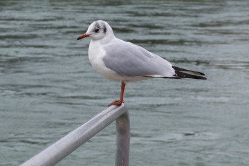 Obraz premium Die Möve