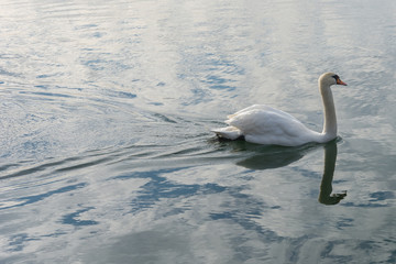 Schwan mit spiegelung im Wasser 