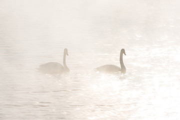 Beautiful white whooping swans swimming in the nonfreezing winter lake. The place of wintering of swans, Altay, Siberia, Russia.