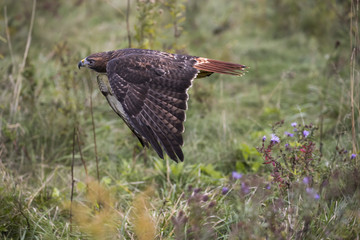 Red Tailed Hawk