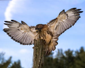 Red Tailed Hawk