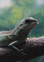 Green Dragon - Instituto Butantã