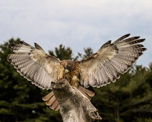 Red Tailed Hawk
