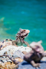 Iguana in caribbean island