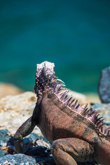 Iguana in caribbean island