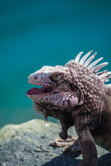 Iguana in caribbean island