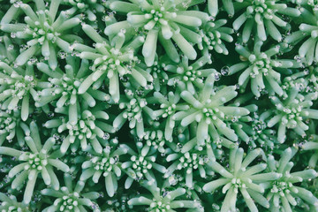Naklejka na ściany i meble texture background of Sedum plants Spanish in drops of dew. close-up, selective focus, macro photo