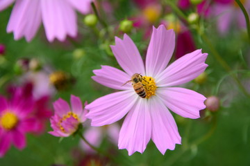 Obraz premium 코스모스 와 꿀벌