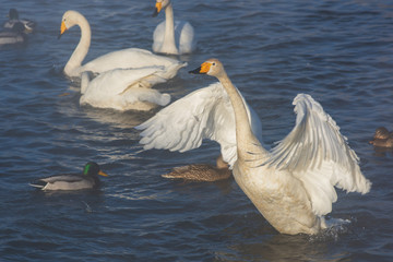 Fototapeta premium Beautiful white whooping swans swimming in the nonfreezing winter lake. The place of wintering of swans, Altay, Siberia, Russia.
