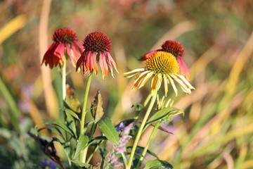 Echinacea flower