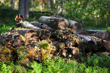 Forgotten logs in forest