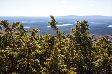 Summer in lapland, Finland