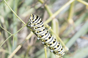 Caterpillar of Northern Virginia