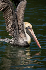 Pelican on Water with Wings Out