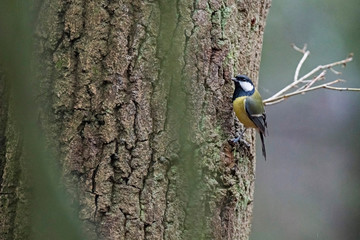 Great tit (Parus major) perched on tree trunk in forest.