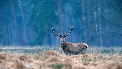 Solitary red deer (cervus elaphus) stag in high yellow grass looking towards camera.