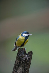 Great tit (Parus major) perched on tree stump in forest.